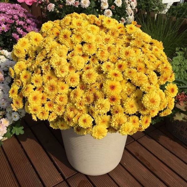 进口菊花 北京夏菊风车菊 季节颜色变化 夏季可能开白花 介意莫拍