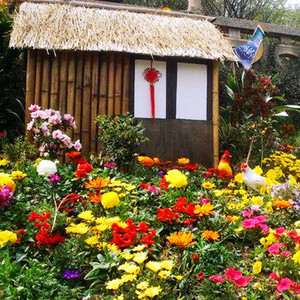 class=h>野花 /span> span class=h>组合 /span>室内庭院盆栽波斯菊