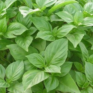 98 已售5件 ￥( 0折) 淘宝 西餐调料香料披萨草/牛至叶35g 罗勒/九层