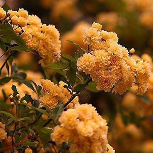 爬藤植物 稀有红花木香蔷薇花苗 280天循环开花七里香树苗 包邮