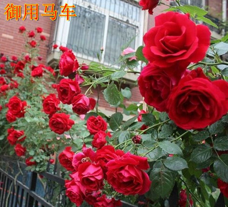 藤本月季 御用马车(parkdirektor riggers) 爬藤 国月大花浓香