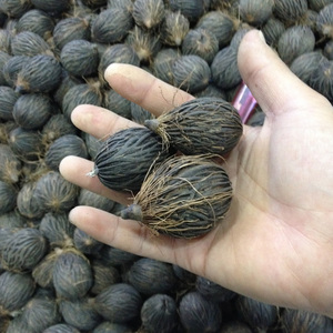 狐尾椰种 span class=h>子 /span> span class=