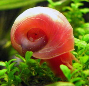 苹果螺 红苹果螺 观赏 除藻 1cm左右  span class=h>自家 /span> span