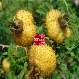 【野生刺梨图片】野生刺梨图片大全