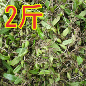 2斤新鲜野生石 span class=h>橄榄 /span>果上叶石上莲石仙桃石豆兰