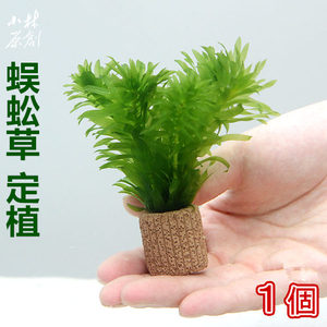 懒人 span class=H 水草 \/span 蜈蚣草活体 spa