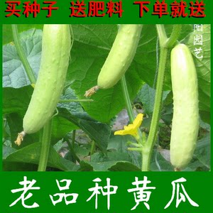 白菜种子行业动态：把握机遇，创造未来