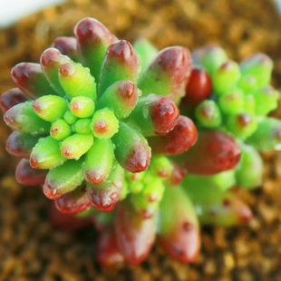 清秀园花卉园艺 19包邮珊瑚珠多肉植物组合盆栽小盆景防辐射绿植