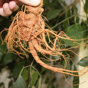 云南文山产地20头鲜三七有机纯天然生态生三七田七全国批发包邮