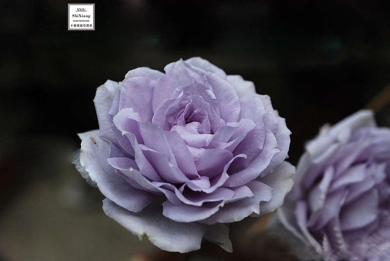 月季玫瑰系列 蓝色格劳恩/大地之蓝 大花微月 日本 小苗