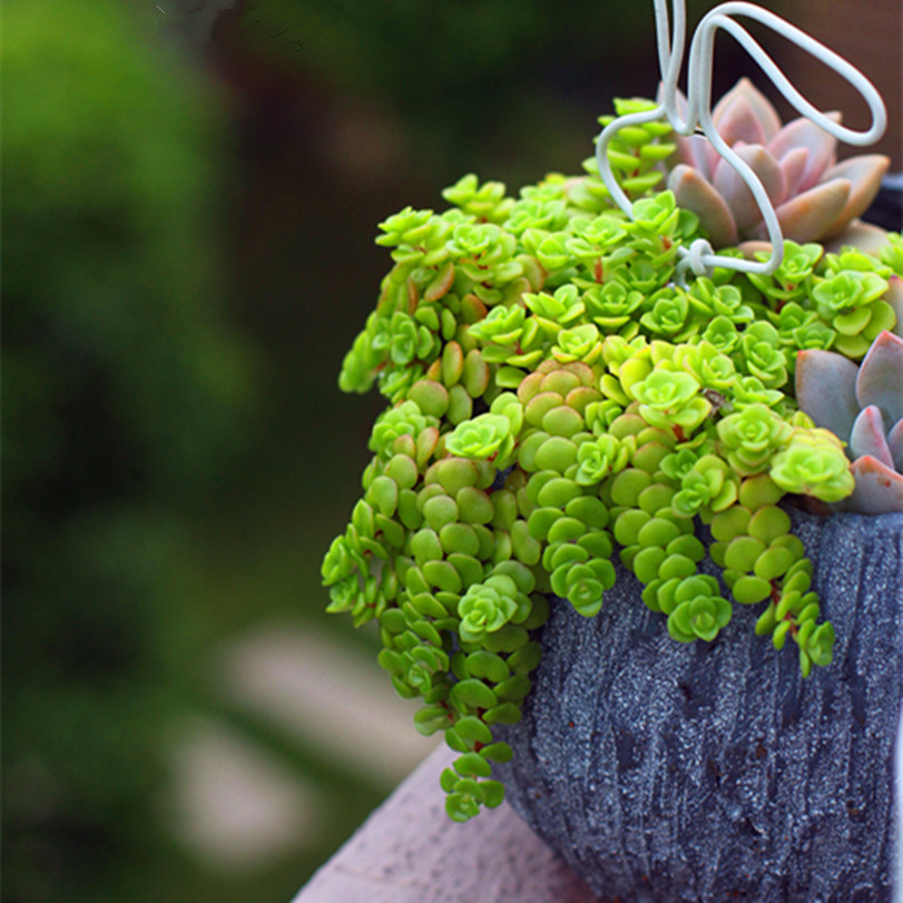 >>黄金丸叶万年草宝贝列表