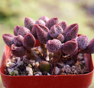 多肉植物玛丽安水泡咖啡豆水泡成株叶片花卉吸甲醇含盆土满包邮