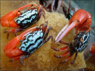 1折) 淘宝 201/304316/321/钛/镍不锈钢网斜纹网平织网方眼网编织网8