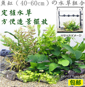 新手入门生态鱼缸真 span class=h>水草 /span>组合套餐鱼缸造景水族