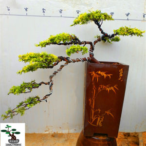 实物 真柏树桩盆景 纪州真柏 日本品种 柏树盆景