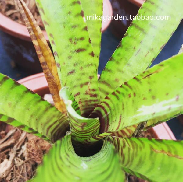 popoki 虎斑 bromeliad 空凤 空气凤梨 积水