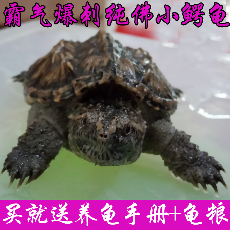 【乌龟博士】小鳄龟苗纯佛鳄龟杂佛鳄龟北美鳄龟水龟乌龟活体包邮