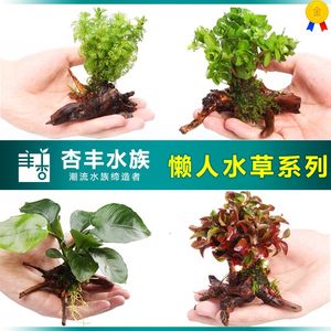 【小水榕 水榕图片】小水榕 水榕图片大全