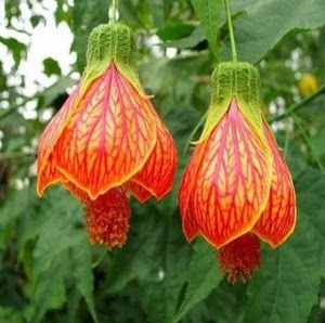 金铃花盆栽风铃花木本灯笼花四季花卉室内外盆栽植物耐阴