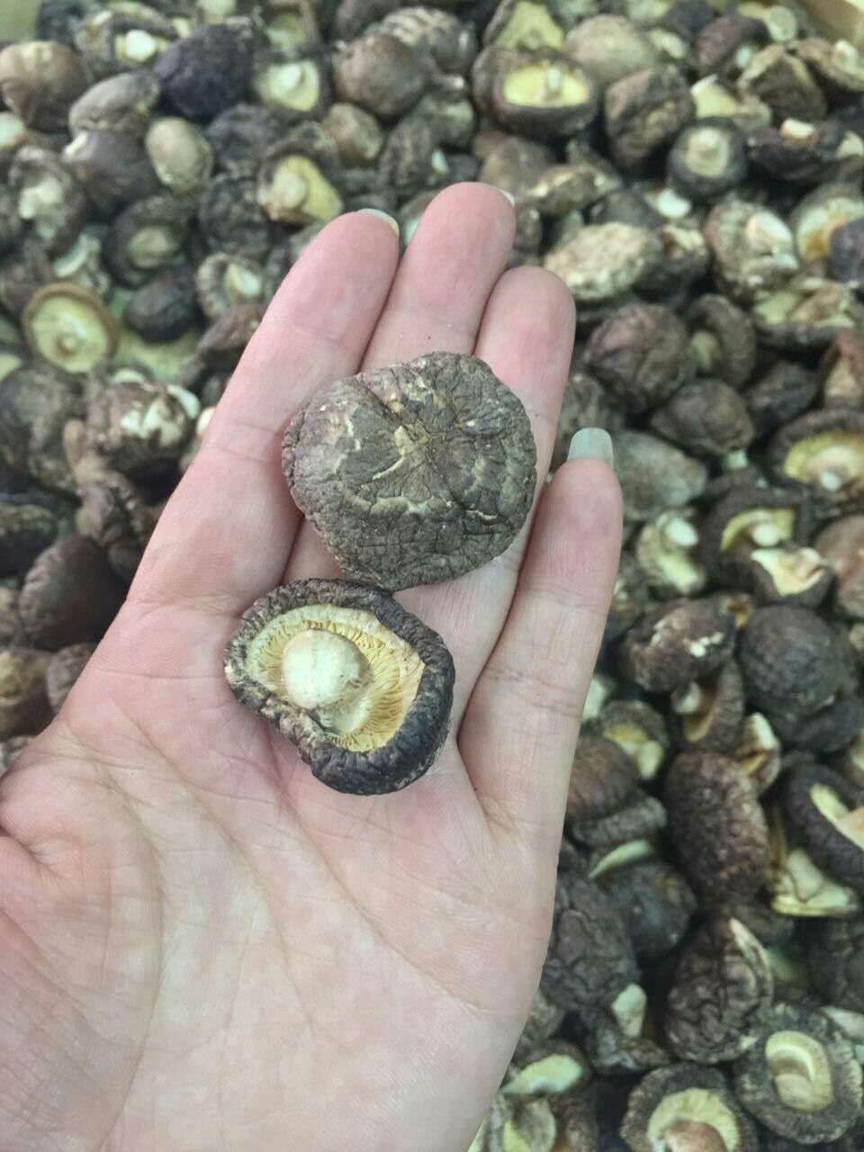 粤北山区韶关乳源五指山香菇山农家冬菇