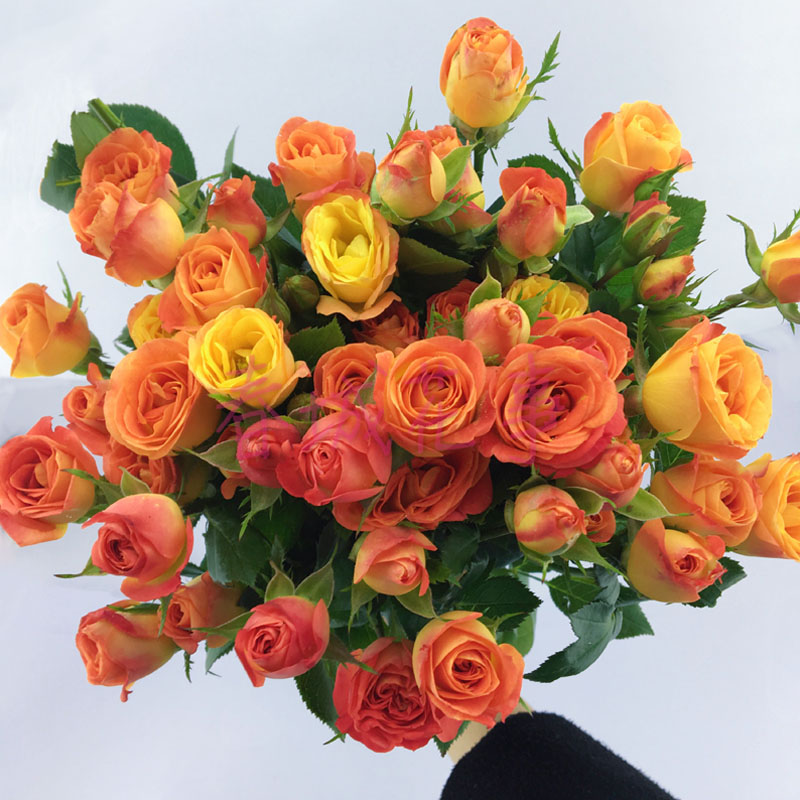 【多头小玫瑰蔷薇鲜花】狂欢迷雾泡泡送爱人家庭装饰 满99发顺丰