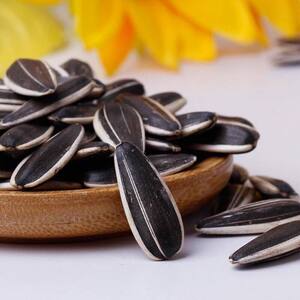 地瓜子种子图片