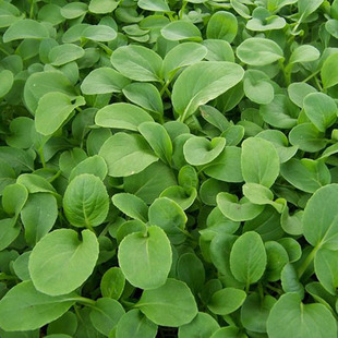 鸡毛菜 阳台盆栽菜籽小白菜油菜青菜种子秋冬芽苗菜四季播蔬菜10g