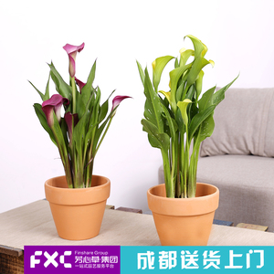 芳心草花卉植物彩色马蹄莲盆栽室内阳台办公室桌面带花苞绿植花卉