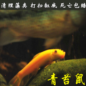 青苔鼠金苔鼠 span class=h>鱼/span>熊猫鼠花椒鼠清道夫鼠 span