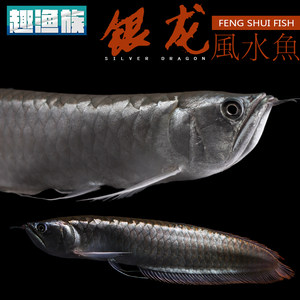 雪龙鱼大型鱼热带鱼观赏鱼 龙鱼 风水鱼 活体