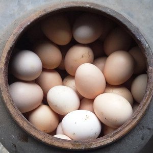 正宗家养鸡蛋图片