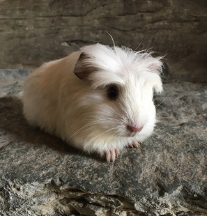纯白葡萄眼 冠毛荷兰猪 豚鼠活体 长顺白雪公主(已出)