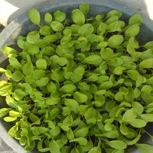 小白菜菜种子四季播家庭阳台专场