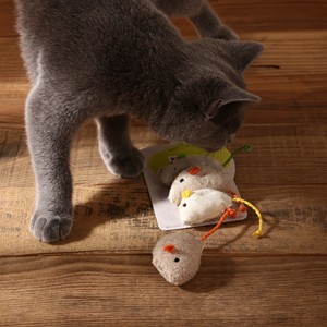 猫咪玩具小老鼠图片