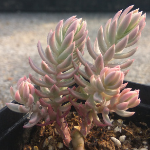 多肉植物【蓝云杉锦】防辐射绿植盆栽创意迷你植物花卉萌肉肉园艺