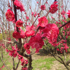 花梅花图片