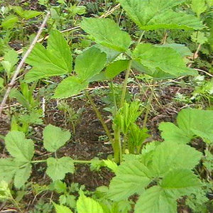 東北野生老山芹野菜黑瞎子芹種子種苗盆栽地栽山芹菜籽土當歸山菜