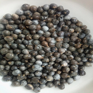 出售种子 串门帘手链 散装佛珠子草菩提籽 实物拍摄