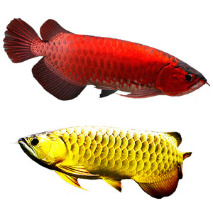 【红龙鱼龙鱼超血红龙价格】最新红龙鱼龙鱼超