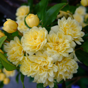 黄木香 span class=h>欧月 /span>花苗带花蔷薇 s