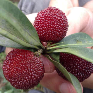 靖州木洞一级乌梅杨梅仙居新鲜孕妇水果 普装6斤农场直销顺丰包邮