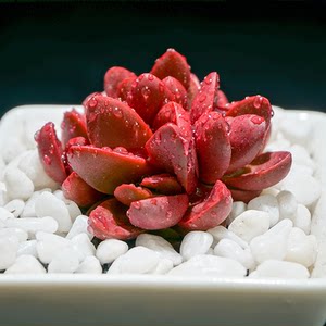 厚叶克拉夫多肉植物四季盆栽办公室绿植盆栽阳台园艺小盆景