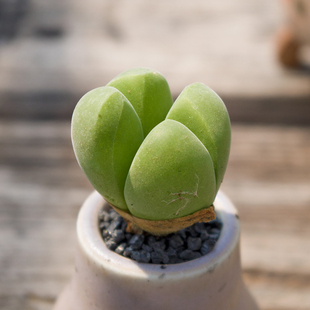无比玉多肉植物 番杏科肉锥属