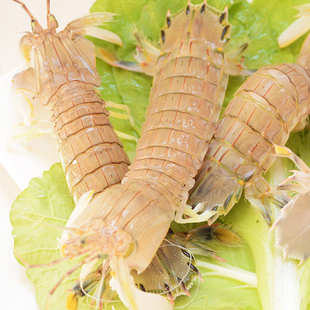 连云港海鲜鲜活水产琵琶虾虾爬子爬虾野生虾姑生鲜虾婆婆皮皮虾