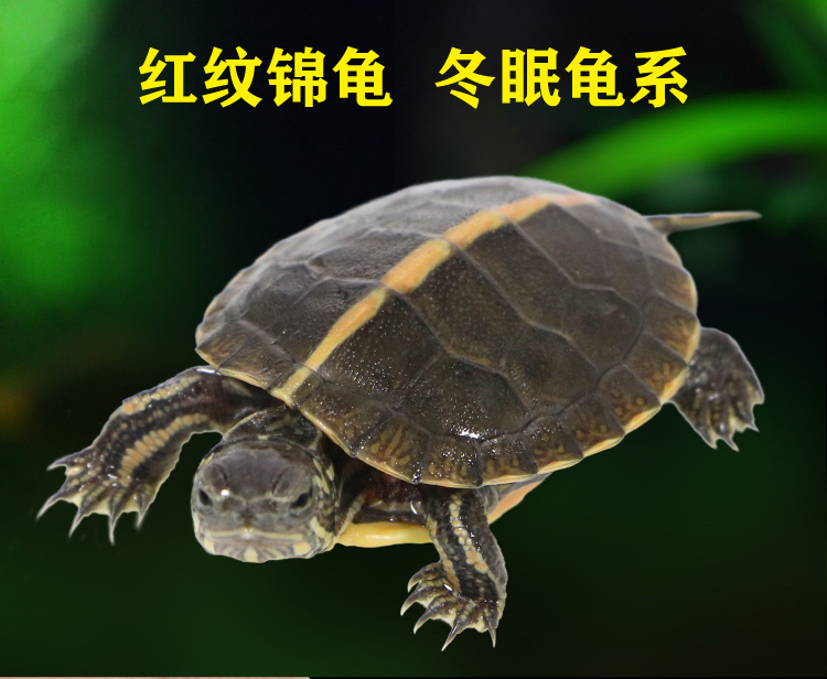 【每日直播选龟】草龟鳄龟麝香龟地图龟甜甜圈东锦龟西锦龟火焰龟