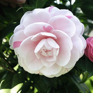 乔伊茶花树苗 span class=h>名贵 /span>盆栽多色茶花阳台庭院种植