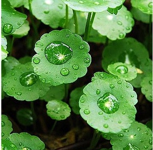 【室内植物种子绿植土培盆栽图片】室内植物种子绿植土培盆栽图片大全