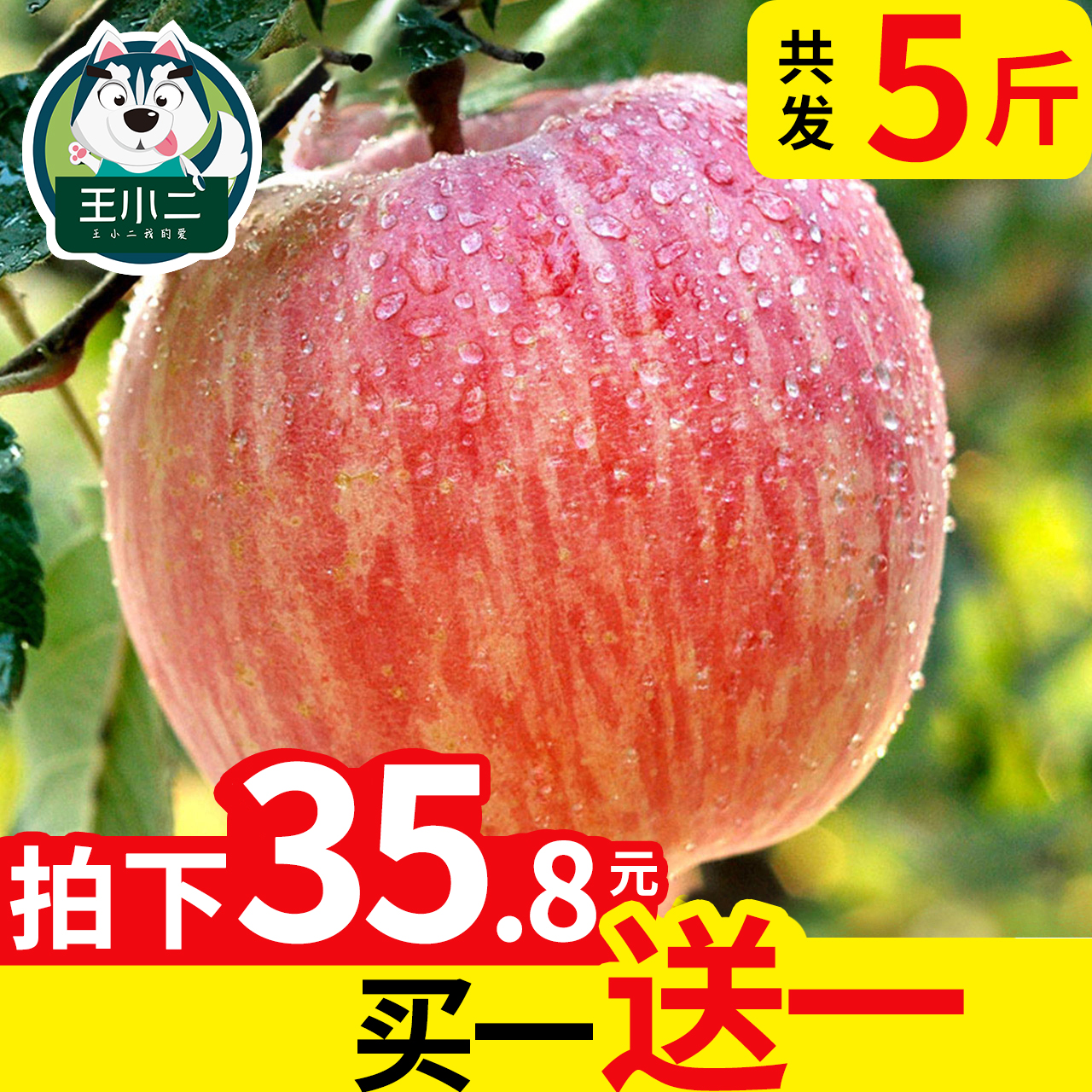 【买一送一】山东烟台苹果水果包邮当季新鲜萍平果吃的栖霞红富士