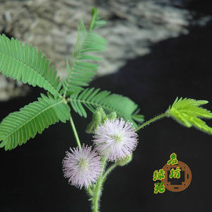 火焰彩色含羞草办公室绿植室内彩色装饰公司小植物含羞草盆栽