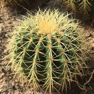 金琥  span class=h>仙人球 /span>仙人掌办公室内电脑防辐射盆栽刺球